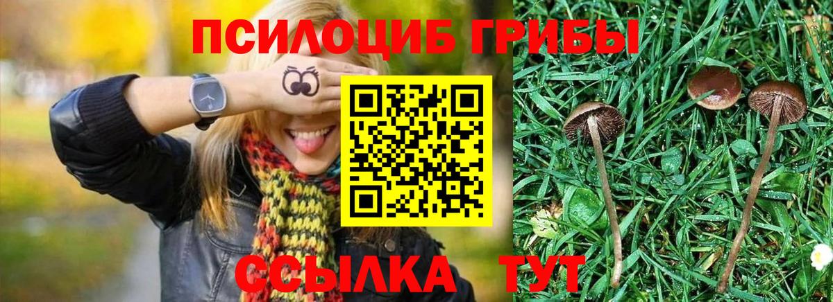 Черкесск  Галлюциногенные грибы Cubensis  Вход с VPN 
